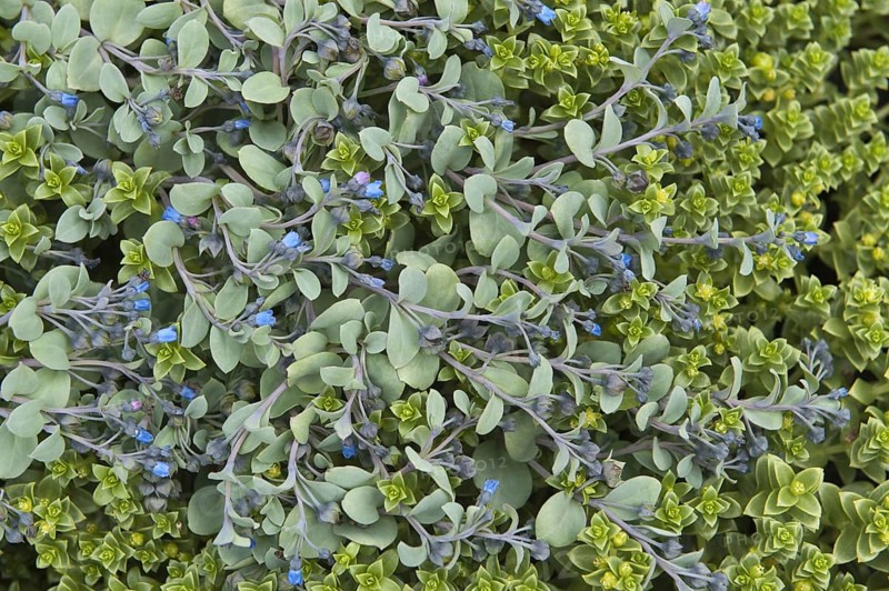 Flowering oysterleaf