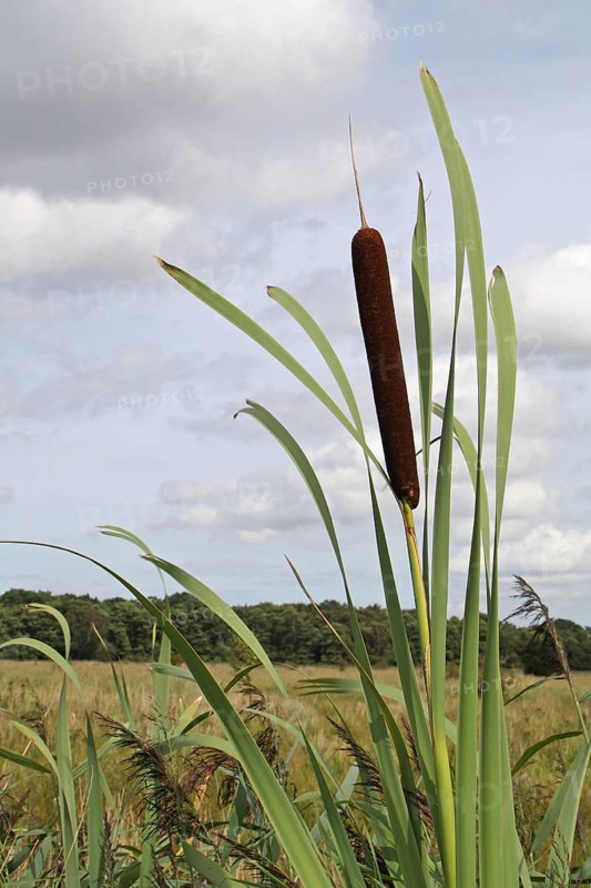 Bulrush