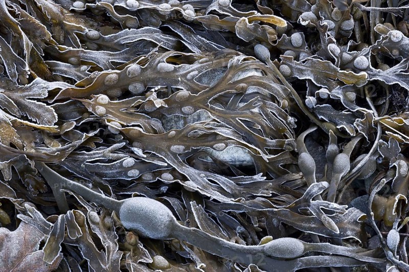 Bladder Wrack