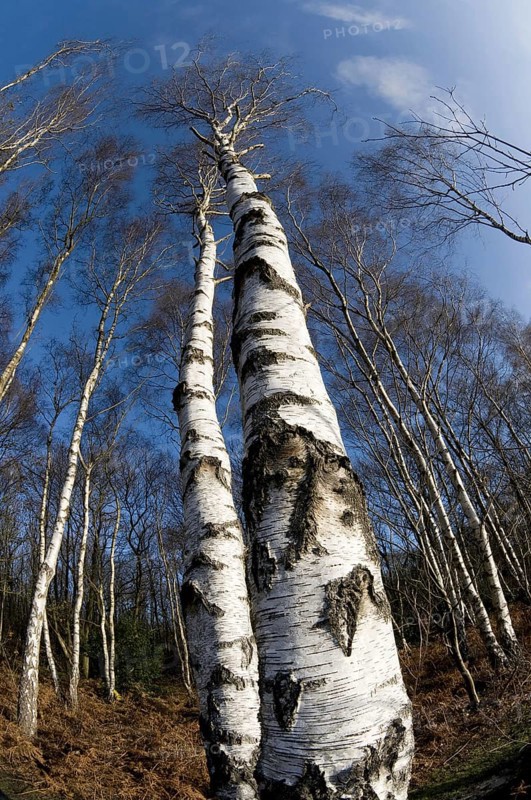 verrucosa