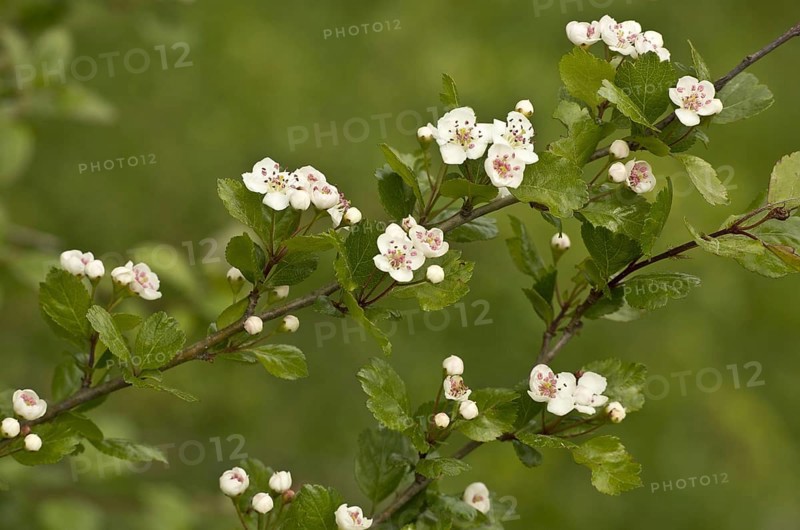Midland Hawthorn
