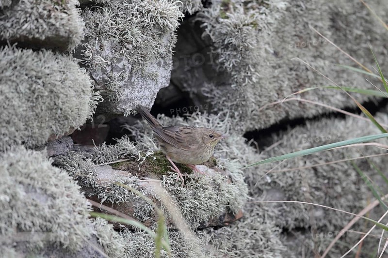 Lanceolated warbler