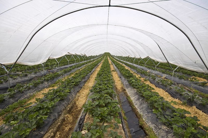 Polly tunnel covers strawberry crop