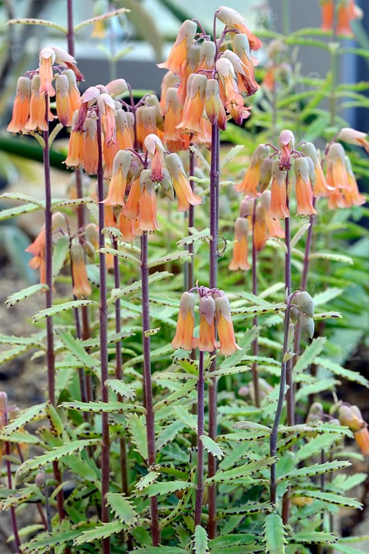 Richauds kalanchoe