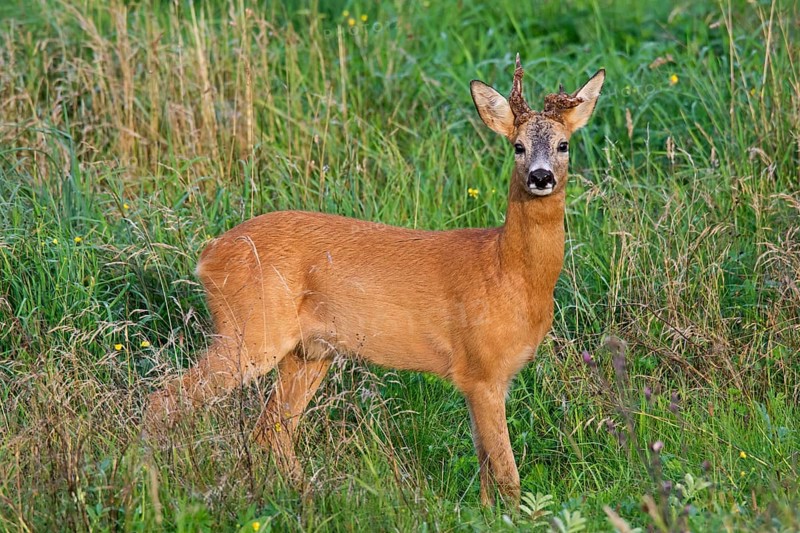 European roe deer