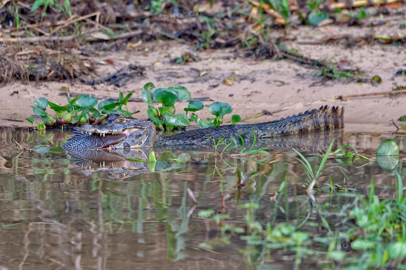 Yacare caiman