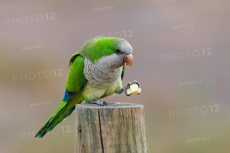 (Myiopsitta monachus)