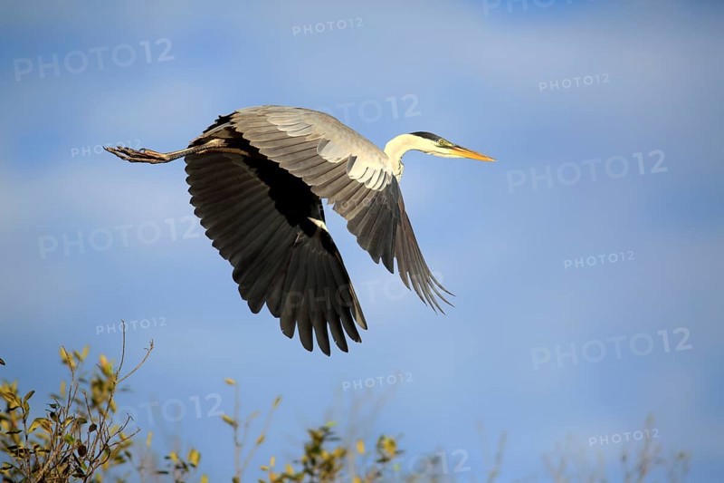 Cocoa Heron