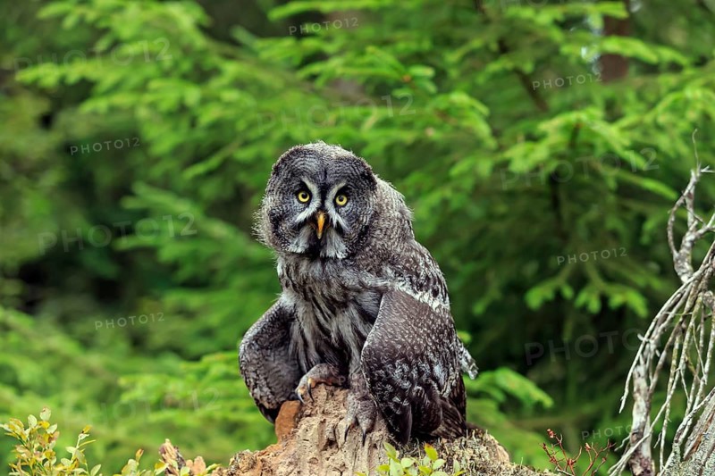 Great Grey Owl