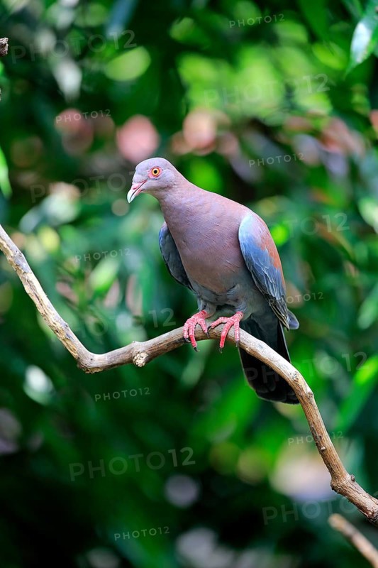 Maranon Pigeon