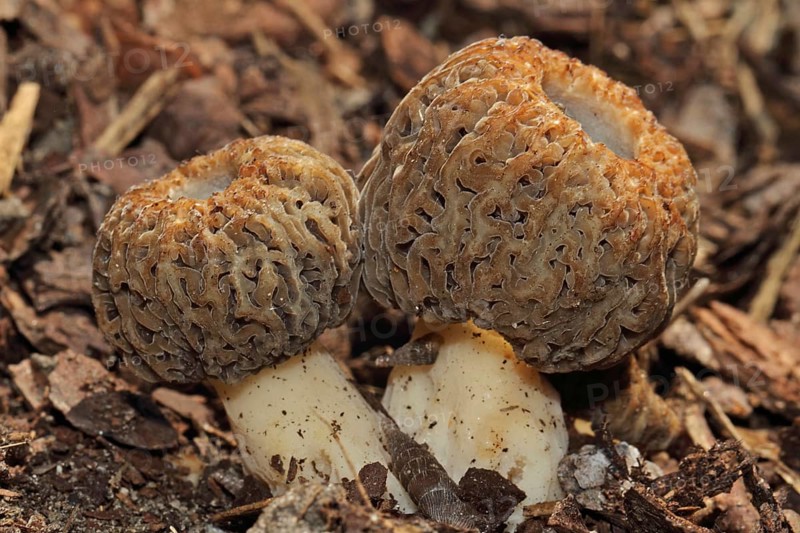 Cone-shaped morel