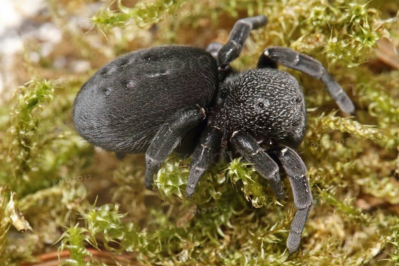 Ladybird spider