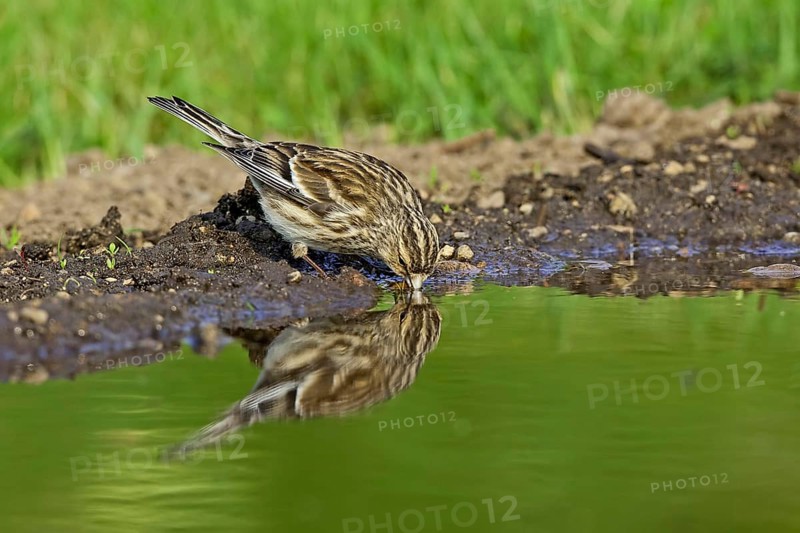 Twite