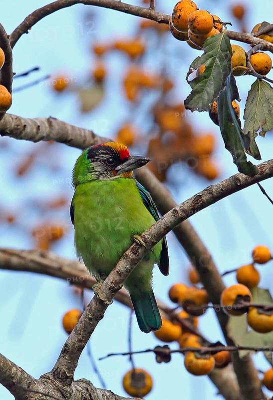 Golden-throated Barbet