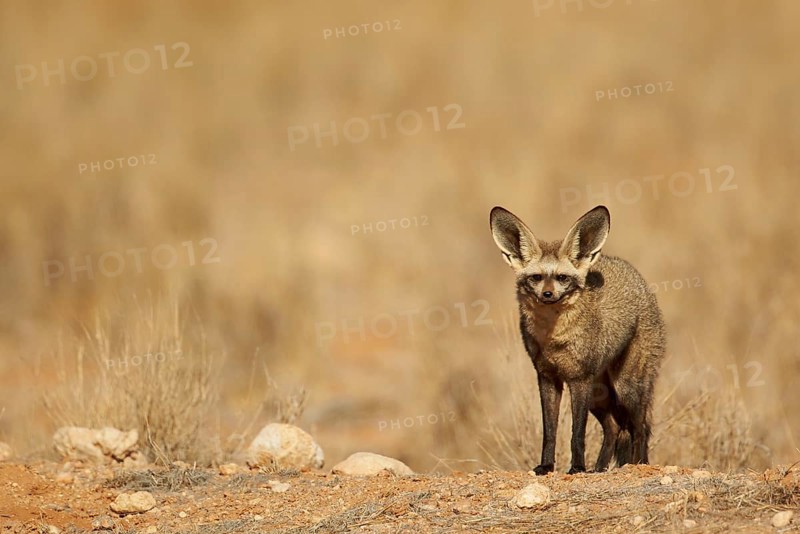 Bat-eared fox