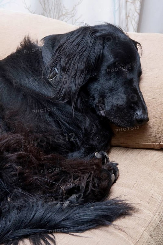 Domestic dog
