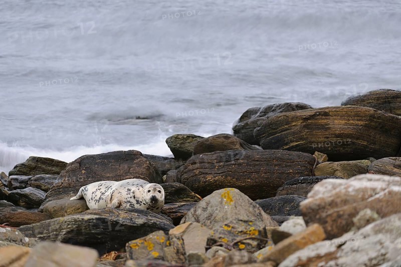 Grey Seal