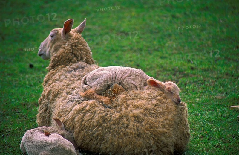 Blue-faced Leicester sheep. Sheep and sleeping lambs