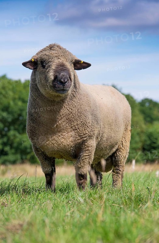 Domestic Sheep