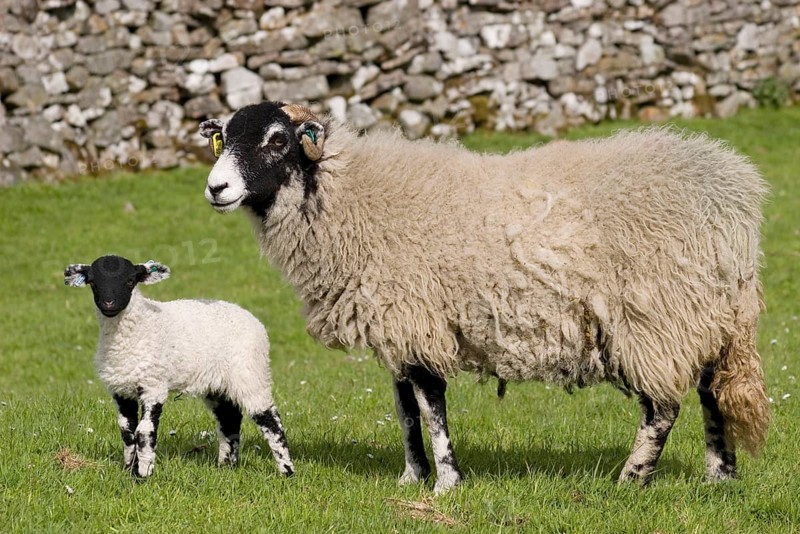 Domestic sheep