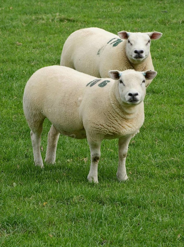 Domestic Sheep