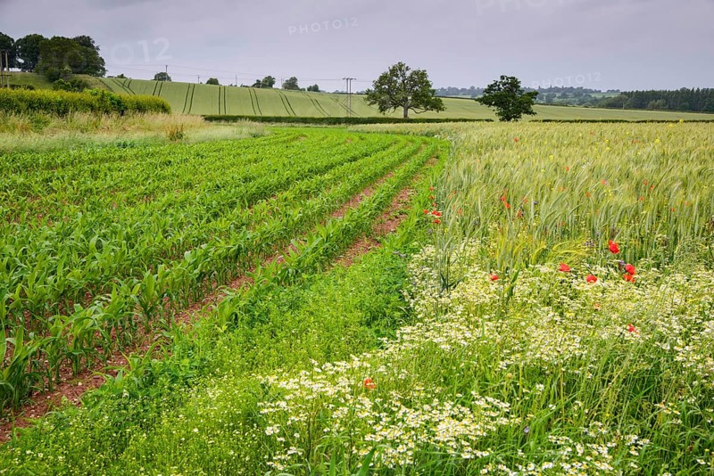 Maize