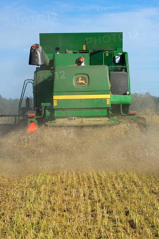 Oilseed rape
