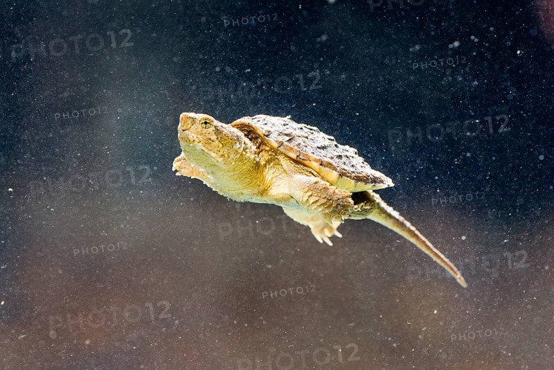 Common Snapping Turtle