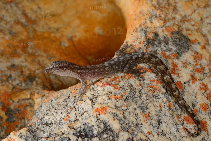 Marbled Leaf-toed Gecko