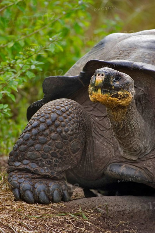 Testudo elephantopus porteri porteri porteri