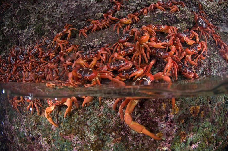 Christmas island red crab