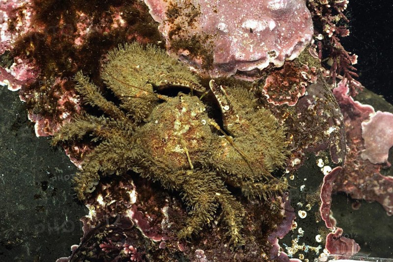 Broad-clawed Porcelain Crab