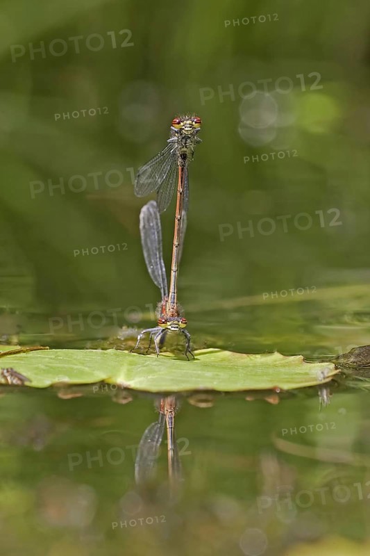 Early damselfly