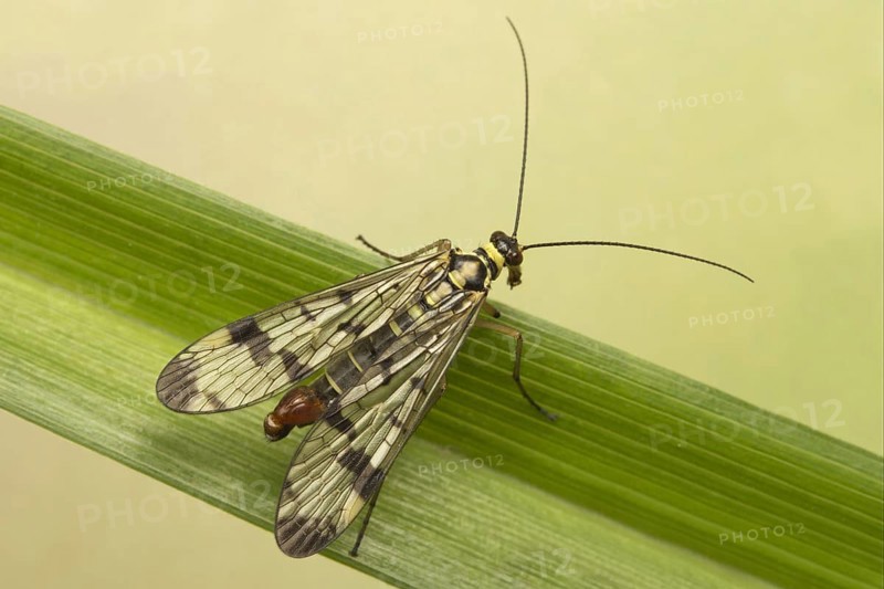 Common Scorpionfly