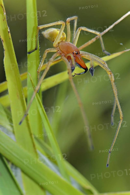 Yellow sac spider