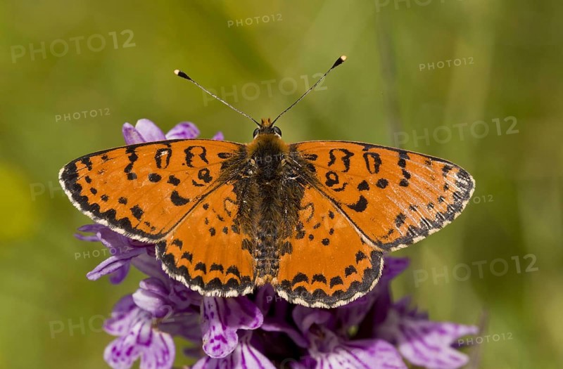 Spotted Fritillary
