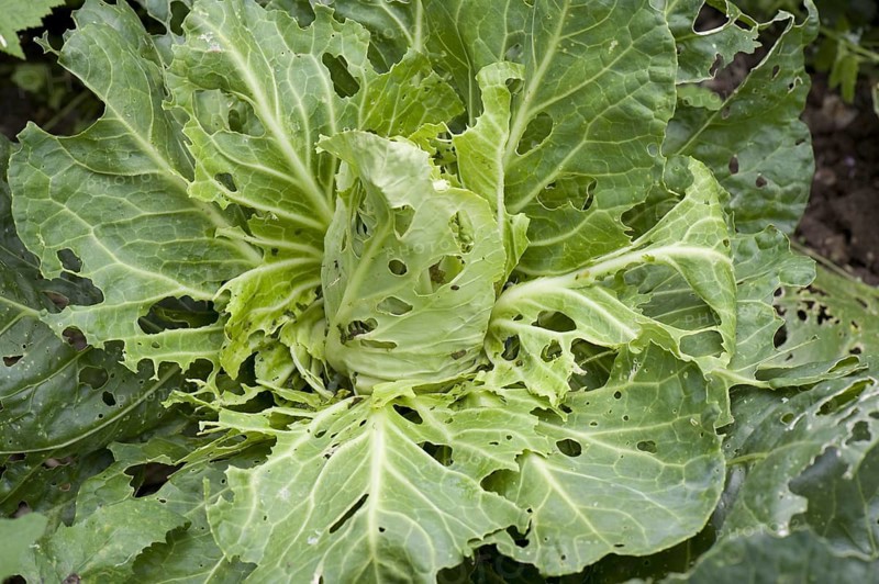 Cabbage white