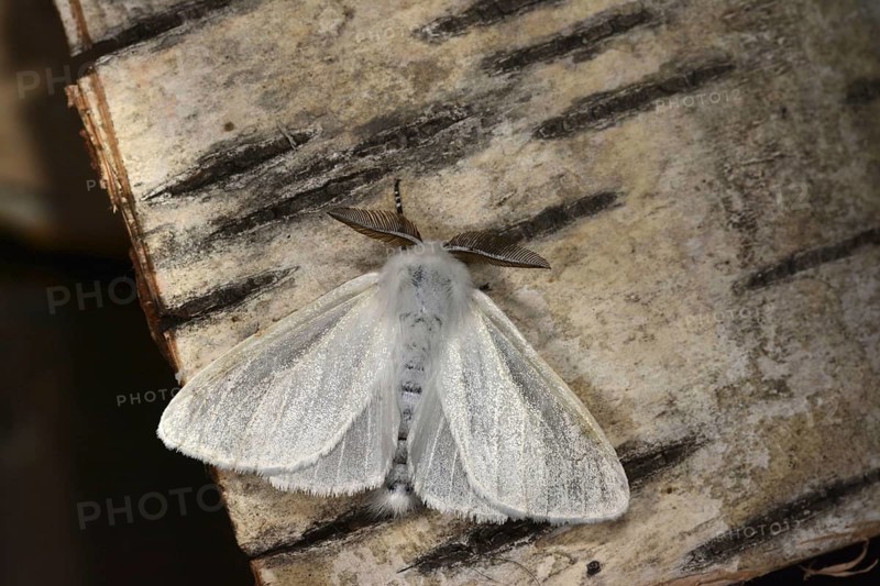White satin moth