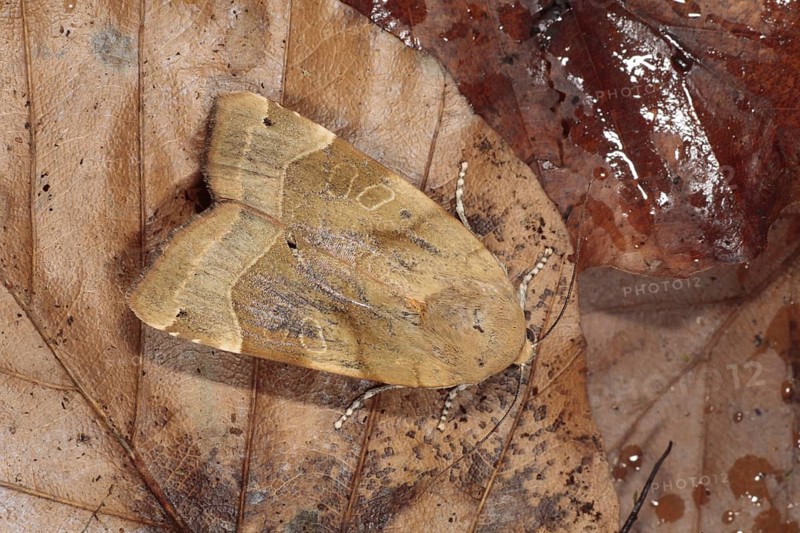 Broad-bordered yellow underwing