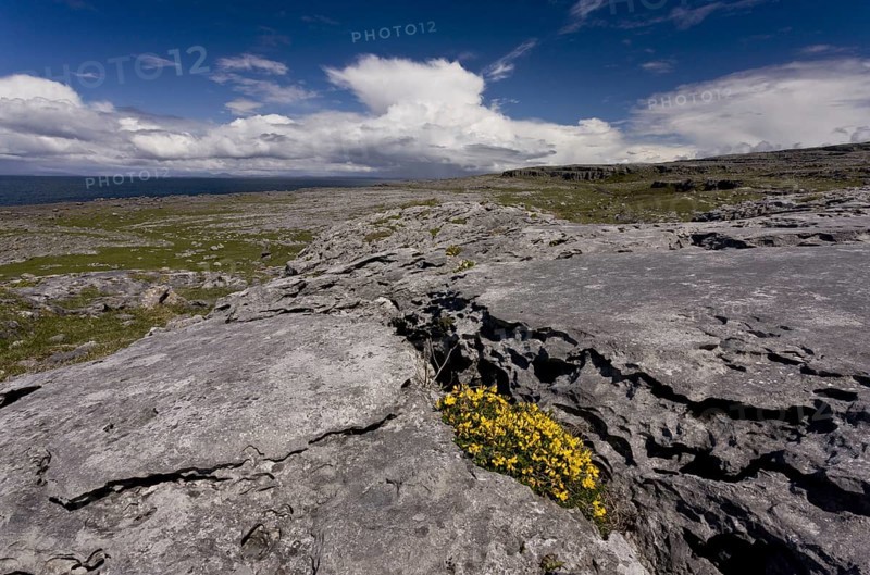 Bird's-foot Trefoil