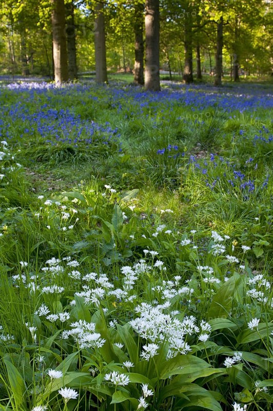 Ramsons
