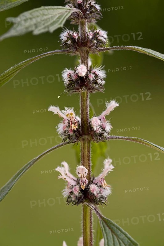 Motherwort
