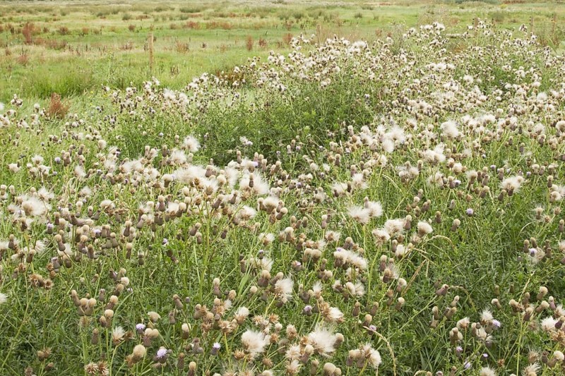Mass of creeping thistle