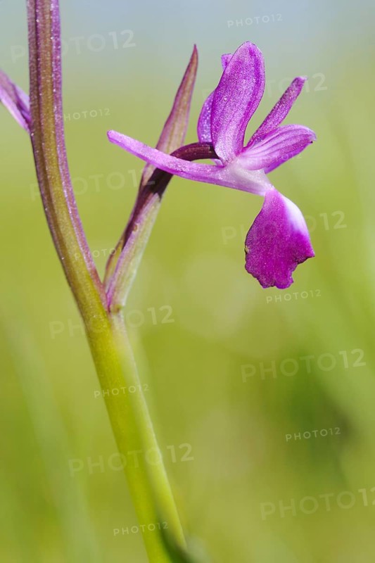 Long-spurred orchid
