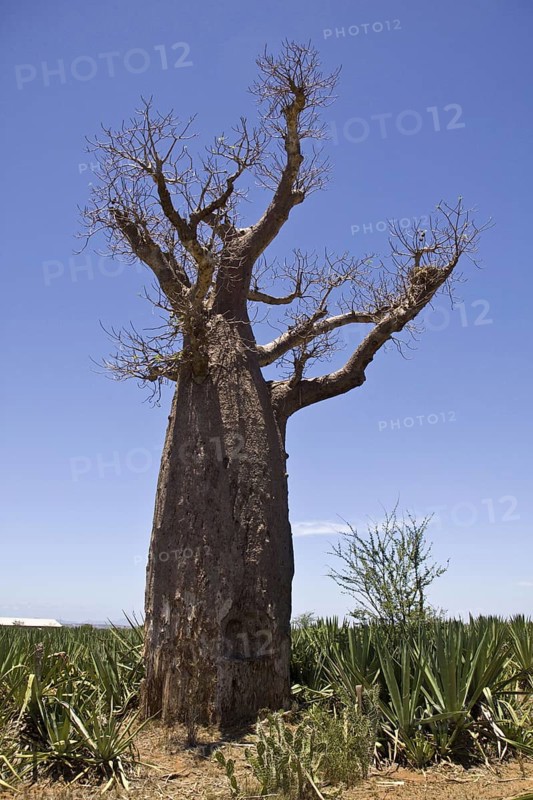 Baobab