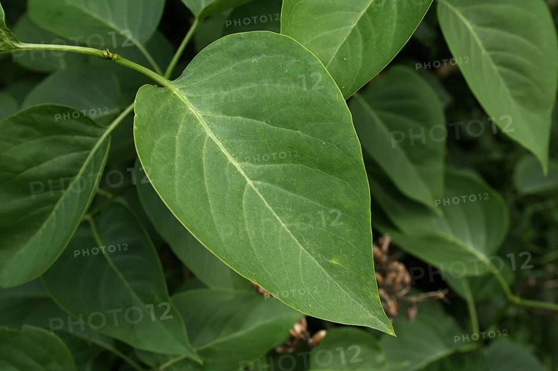 Common Lilac