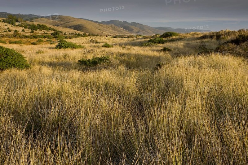 View of vegetated sand dunes and invasive marram grass