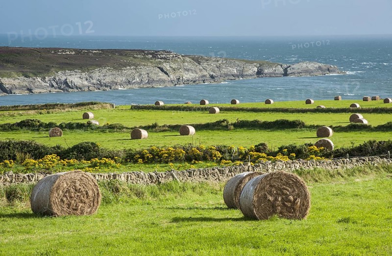 Large round hay bales in coastal meadows
