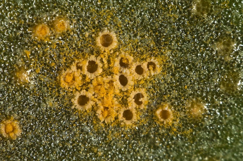 Microphotograph of the aecia of groundsel