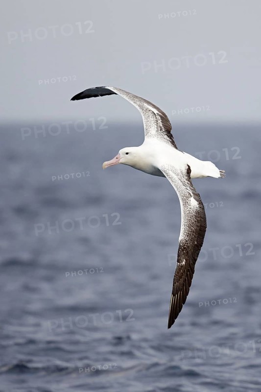Southern king albatross